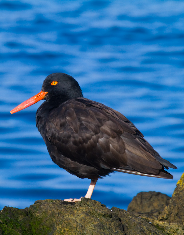 Black Oystercatcher